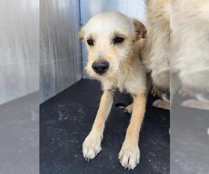 Mutt Dogs for adoption in San Antonio, TX, USA