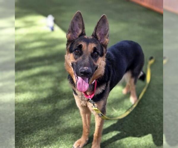 Medium Photo #1 German Shepherd Dog-Unknown Mix Puppy For Sale in Las Vegas, NV, USA