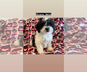 Shih-Poo Puppy for sale in AMSTERDAM, MO, USA