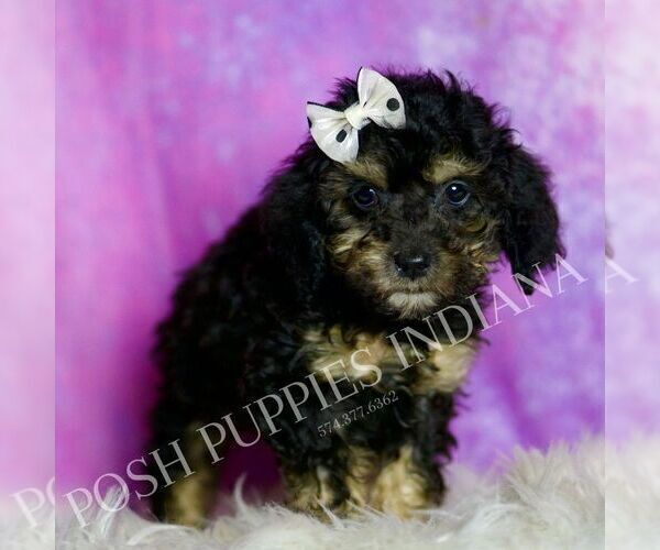 Medium Photo #45 Poodle (Toy) Puppy For Sale in WARSAW, IN, USA