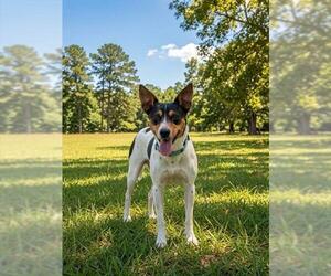 Rat Terrier-Unknown Mix Dogs for adoption in Fayetteville, NC, USA