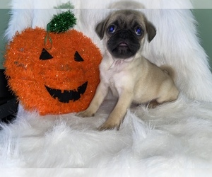 Pug Puppy for sale in BEECH GROVE, IN, USA