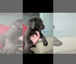 Small Photo #1 Cane Corso Puppy For Sale in DALE, TX, USA