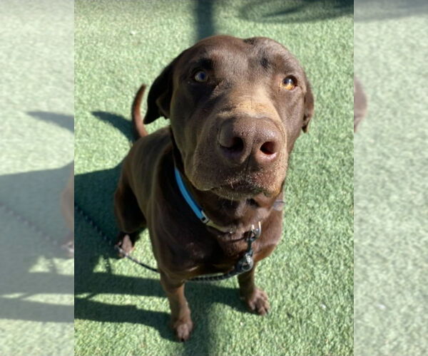 Medium Photo #3 Labrador Retriever-Unknown Mix Puppy For Sale in Lakewood, CO, USA