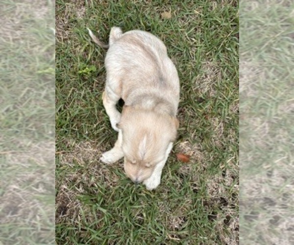 Medium Photo #4 Afghan Hound Puppy For Sale in VIDALIA, GA, USA