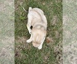 Small Photo #9 Afghan Hound Puppy For Sale in VIDALIA, GA, USA