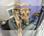Small #34 German Shepherd Dog