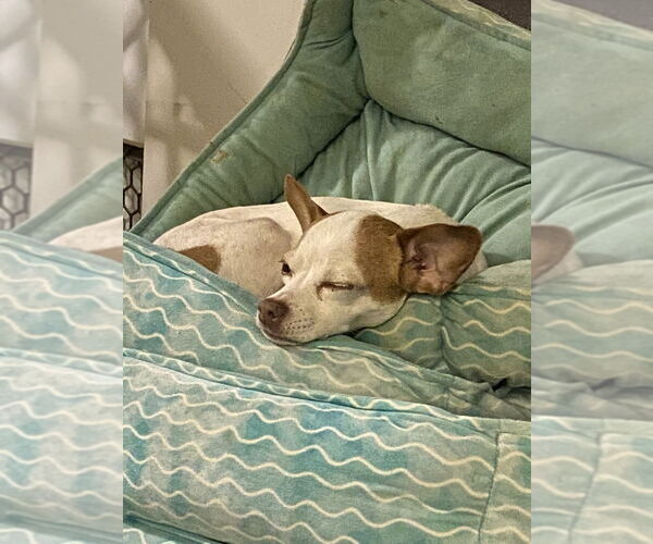 Medium Photo #2 Chihuahua-Unknown Mix Puppy For Sale in Aurora, IN, USA