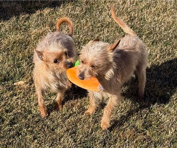Medium Photo #4 Chihuahua-Unknown Mix Puppy For Sale in Salt Lake City, UT, USA