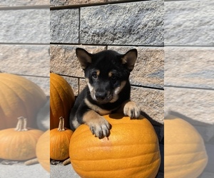 Shiba Inu Puppy for sale in SENECA FALLS, NY, USA