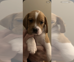 Puppy 3 Beabull-Beagle Mix