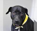 Small American Staffordshire Terrier