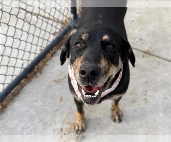Medium Photo #1 Rottweiler-Unknown Mix Puppy For Sale in Tulsa, OK, USA