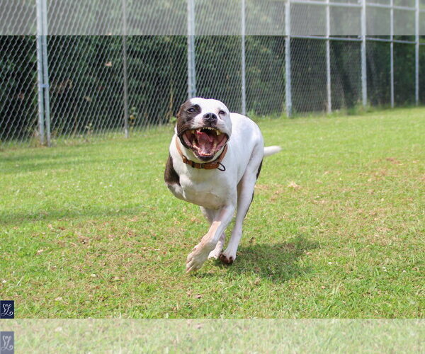 Medium Photo #8 Mutt Puppy For Sale in Lockport, NY, USA