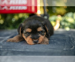 Small Photo #28 Yorkshire Terrier Puppy For Sale in KIRKWOOD, PA, USA