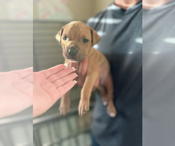 Medium Photo #2 American Bulldog Puppy For Sale in LANCASTER, CA, USA