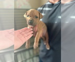 Small #1 American Bulldog