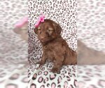 Small Photo #2 Aussie-Poo Puppy For Sale in LANCASTER, PA, USA