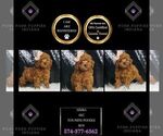 Puppy Simba AKC Poodle (Toy)