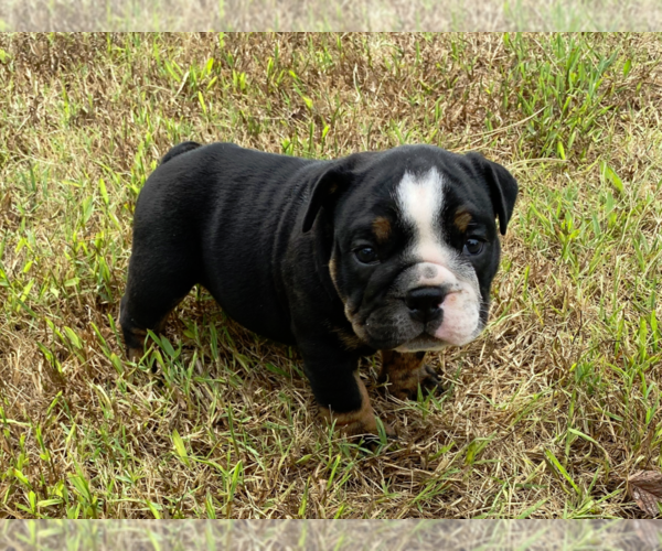 Medium Photo #7 English Bulldog Puppy For Sale in NEOSHO, MO, USA