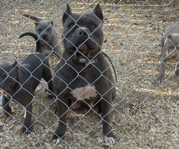 Medium Photo #1 American Bully Puppy For Sale in FORT SMITH, AR, USA
