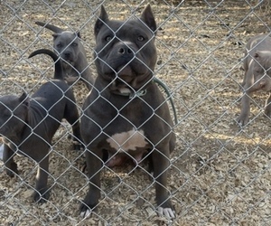 Mother of the American Bully puppies born on 01/20/2022