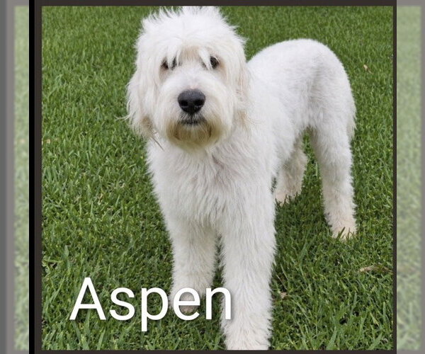 Medium Photo #2 Mutt Puppy For Sale in Lillian, TX, USA