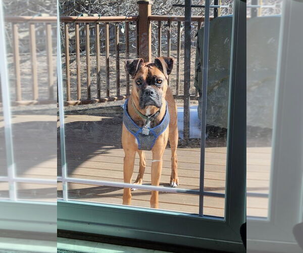Medium Photo #7 Boxer Puppy For Sale in Woodbury, MN, USA