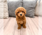 Small #4 Cavapoo (Standard)