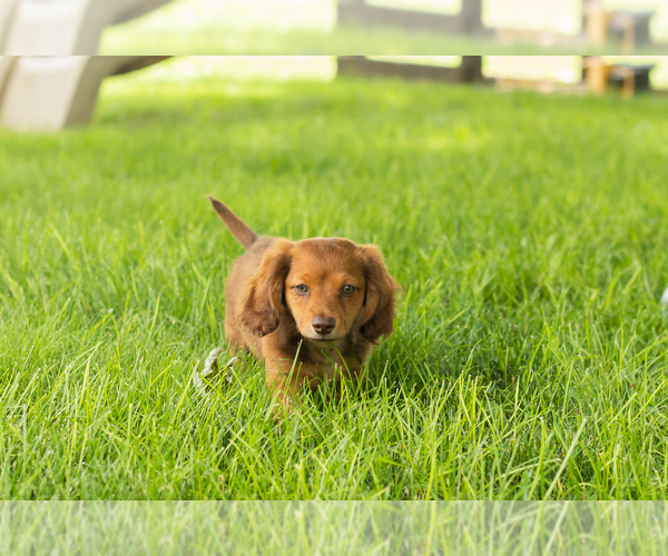 Medium Photo #5 Dachshund Puppy For Sale in BREMEN, IN, USA