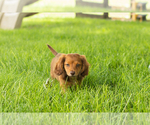 Small #4 Dachshund