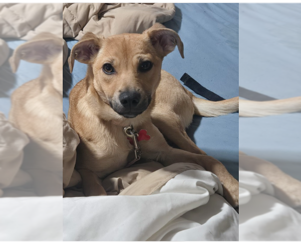 Medium Photo #2 Chihuahua-Unknown Mix Puppy For Sale in Springdale, PA, USA