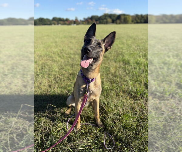 Medium Photo #12 Mutt Puppy For Sale in Imlay City, MI, USA