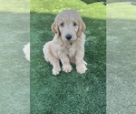 Small Photo #127 Goldendoodle Puppy For Sale in PHOENIX, AZ, USA