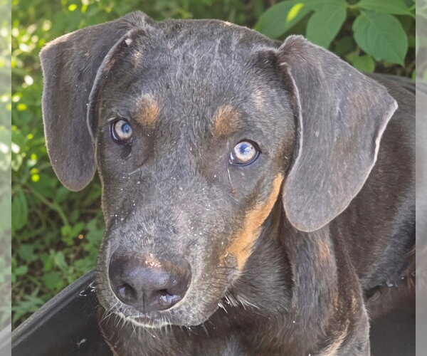 Medium Photo #1 Mutt Puppy For Sale in Canton, CT, USA
