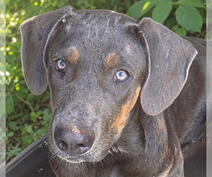 Mutt Dogs for adoption in Canton, CT, USA