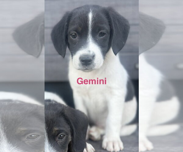 Medium Photo #1 Border Collie-Unknown Mix Puppy For Sale in Tabernash, CO, USA