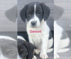 Border Collie-Unknown Mix Dogs for adoption in Tabernash, CO, USA