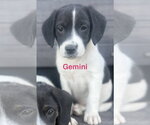 Small Border Collie Mix