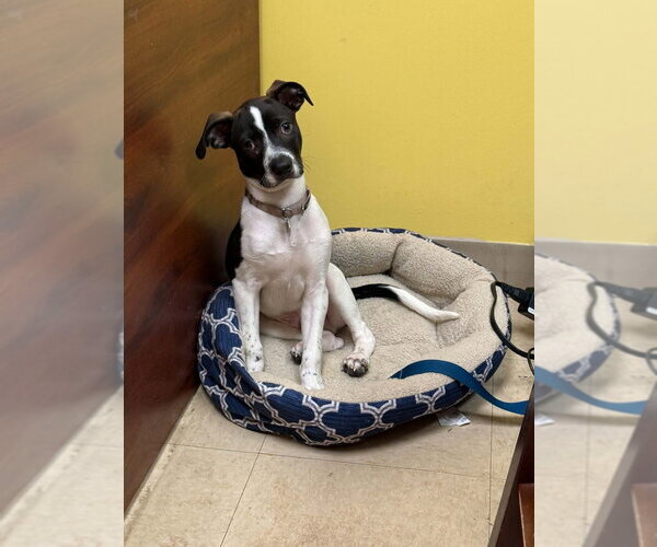 Medium Photo #7 Mutt Puppy For Sale in Candler, NC, USA