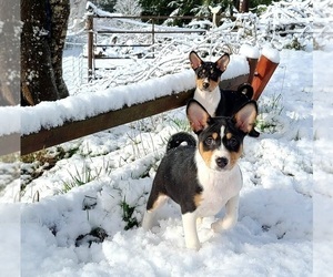 Basenji Puppy for sale in EUGENE, OR, USA