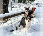 Small Photo #1 Basenji Puppy For Sale in EUGENE, OR, USA