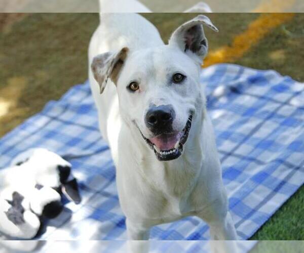 Medium Photo #1 Labrador Retriever-Unknown Mix Puppy For Sale in Tallahassee, FL, USA