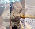 Small #1 English Bulldog