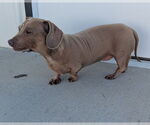 Small #6 Dachshund