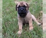 Small #12 Bullmastiff