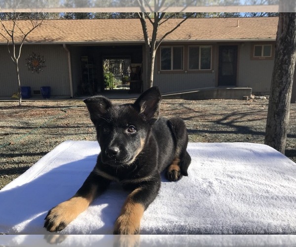 Medium Photo #6 German Shepherd Dog Puppy For Sale in VACAVILLE, CA, USA