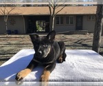 Small Photo #6 German Shepherd Dog Puppy For Sale in VACAVILLE, CA, USA