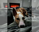 Small #9 American Pit Bull Terrier Mix