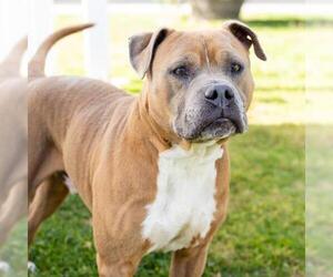 *NAGEE - Male Boxer-Mastiff Mix Dog for Adoption - Photo #2